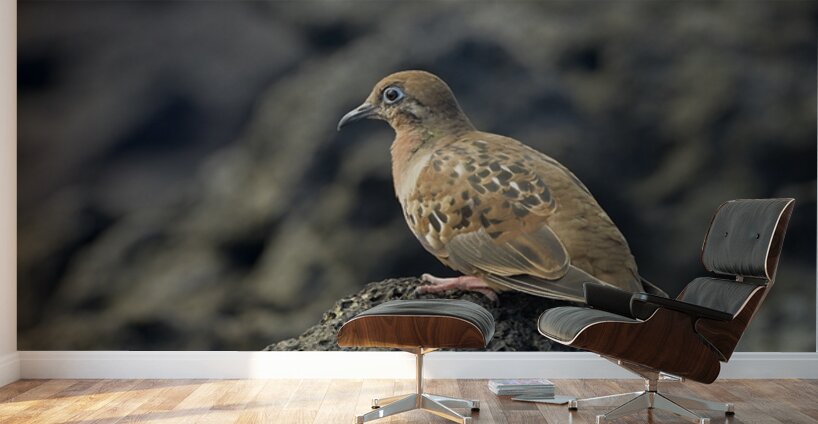 Galapagos Dove Zenaida galapagoensis on lava Urbina Bay Isabela Island Galapagos Islands Ecuador Wall Murals