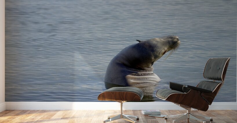 Galapagos sea lion Zalophus wollebaeki stretching Punta Espinosa Fernandina Island Galapagos Islands Ecuador Wall Murals