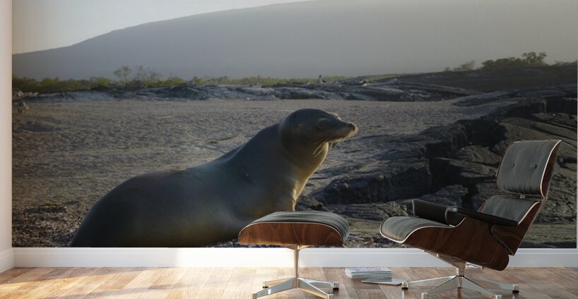 Galapagos sea lion Zalophus wollebaeki backlit Punta Espinosa Fernandina Island Galapagos Islands Ecuador Wall Murals