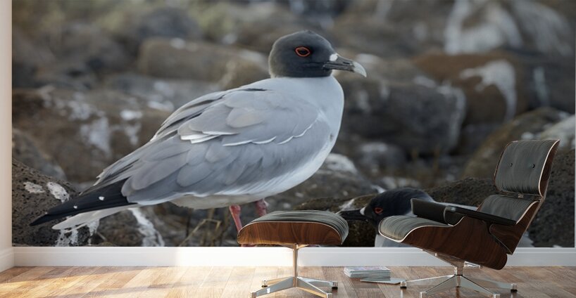Swallow tailed Gulls Creagrus furcatus North Seymour Island Galapagos Islands Ecuador
 Wall Murals