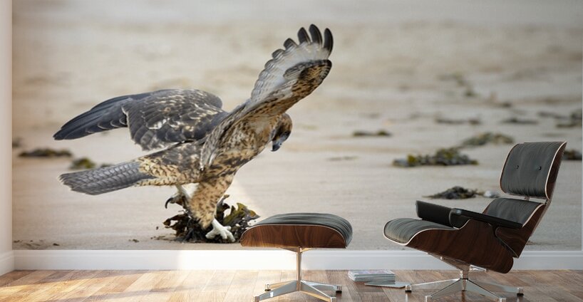 Galapagos Hawk Buteo galapagoensis landing on Espumilla Beach Santiago Island Galapagos Islands Ecuador
 Wall Murals