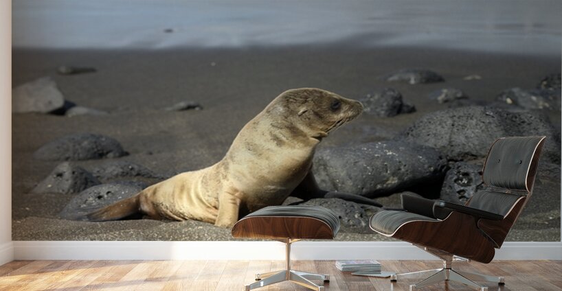 Gal?pagos sea lion Zalophus wollebaeki pup Puerto Egas Santiago Island Galapagos Islands Ecuador Wall Murals