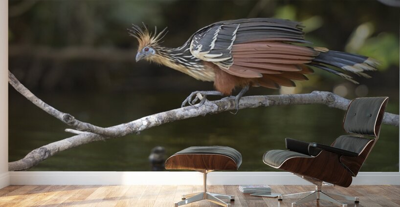 Hoatzin Opisthocomus hoazin on a branch over Lake Garzacocha La Selva Jungle Eco Lodge Amazon Basin Ecuador
 Wall Murals