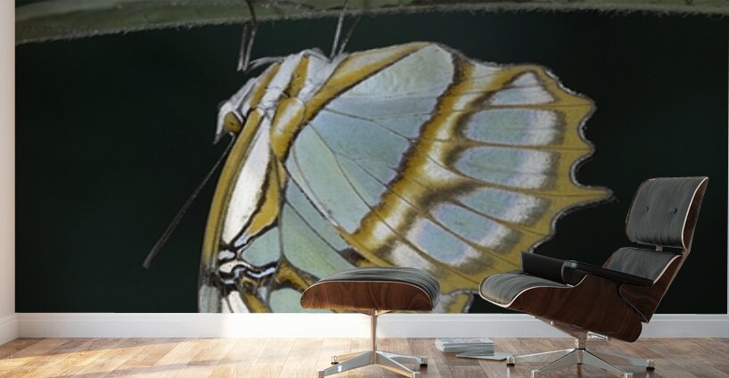 Butterfly at the La Selva Jungle Lodge butterfly farm Amazon Ecuador Wall Murals