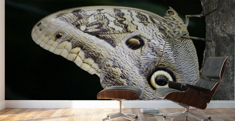 Owl butterfly Caligo idomeneus at the La Selva Jungle Lodge  Amazon Ecuador Wall Murals