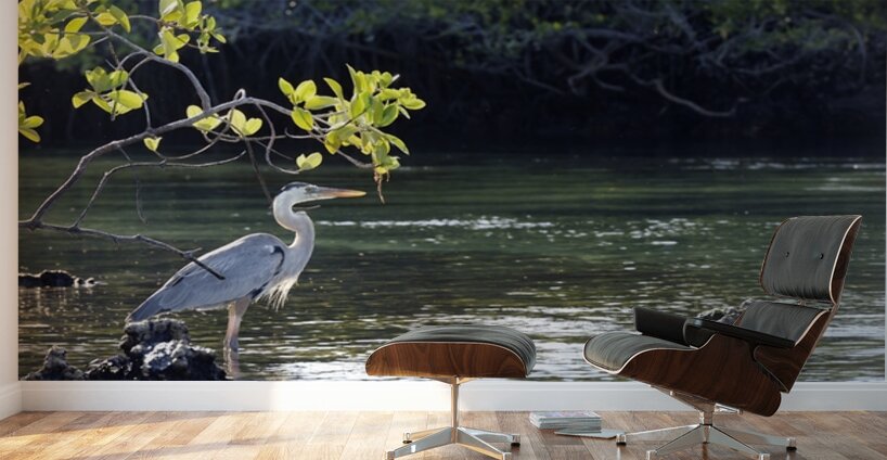 Great Blue Heron Ardea herodias Elizabeth Bay Isabela Island Galapagos Islands Ecuador Wall Murals