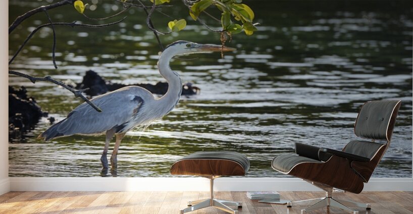 Great Blue Heron Ardea herodias Elizabeth Bay Isabela Island Galapagos Islands Ecuador Wall Murals