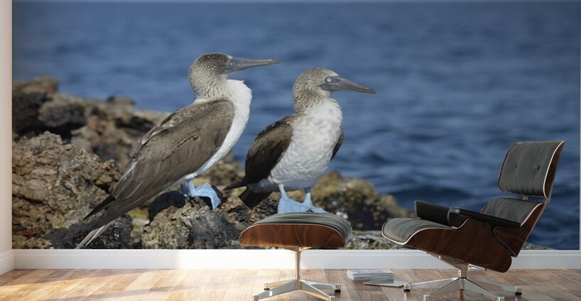 Blue footed Booby Sula nebouxii Punta Moreno Isabela Island Galapagos Islands Ecuador Wall Murals