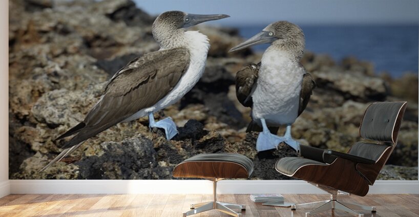 Blue footed Booby Sula nebouxii Punta Moreno Isabela Island Galapagos Islands Ecuador Wall Murals