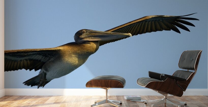 Brown Pelican Pelecanus occidentalis Elizabeth Bay Isabela Island Galapagos Islands Ecuador Wall Murals