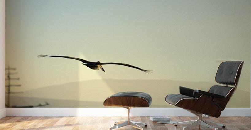 Brown Pelican Pelecanus occidentalis Elizabeth Bay Isabela Island Galapagos Islands Ecuador Wall Murals