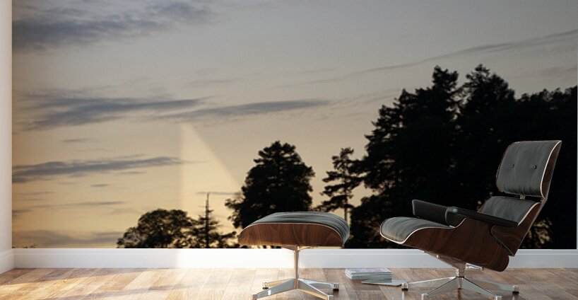 Silhouetted trees at sunset Wall Murals