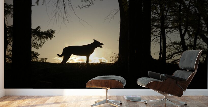 Large dog silhouetted at sunset - Wallace Island Wall Murals