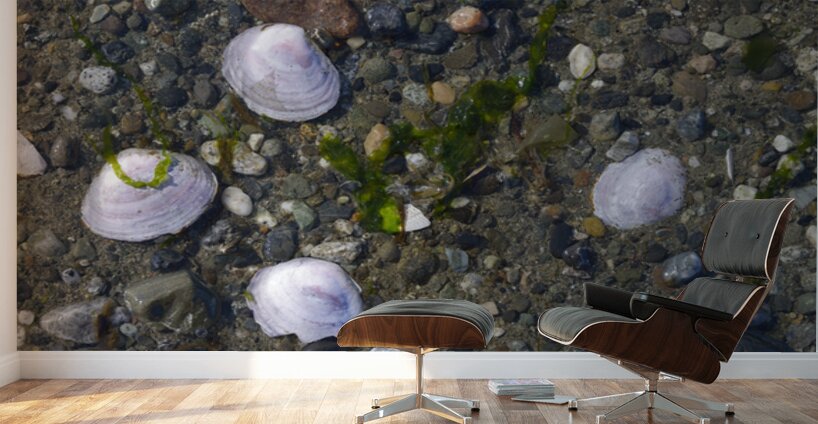 Sea shells - Spencer Spit  Wall Murals