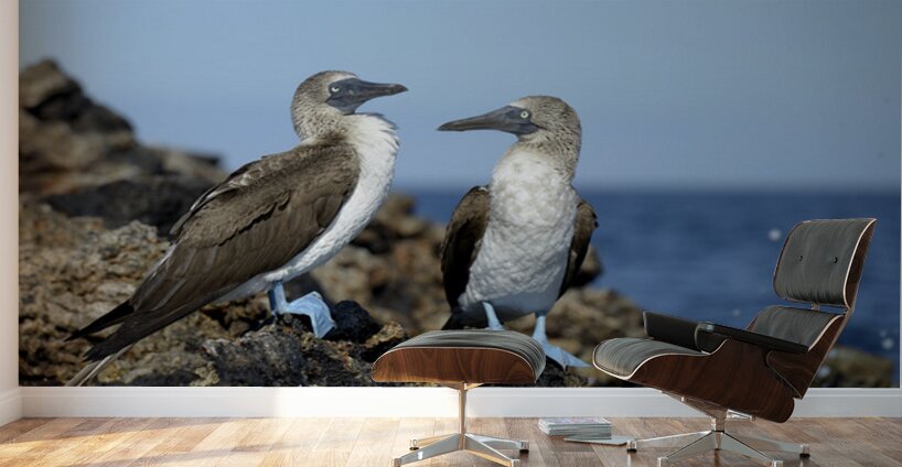 Blue-footed Booby Sula nebouxii on rocks Punta Moreno Isabela Island Galapagos Islands Ecuador Wall Murals