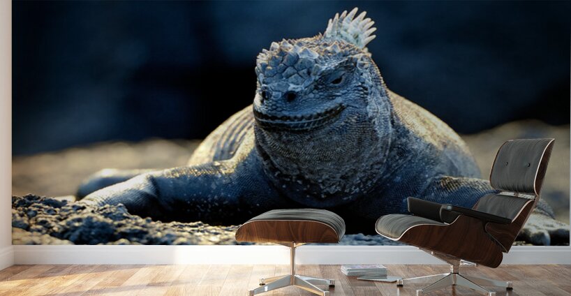 Marine Iguana perched on the rocks Punta Espinosa Wall Murals