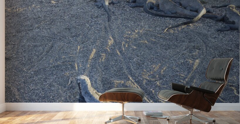 Group of Marine Iguanas on the sand. Punta Espinosa. Fernandina Island. Galapagos Islands. Ecuador Wall Murals
