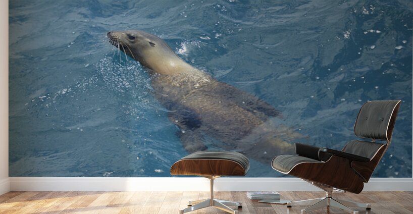 Galapagos sea lion Zalophus wollebaeki swimming in the ocean Floreana Island Galapagos Islands Ecuador Wall Murals