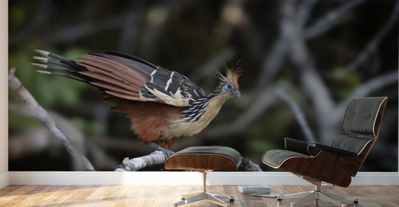 Hoatzin Opisthocomus hoazin on a branch over Lake Garzacocha Wall Murals