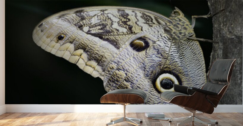 Owl butterfly Caligo idomeneus. Amazon. Ecuador Wall Murals