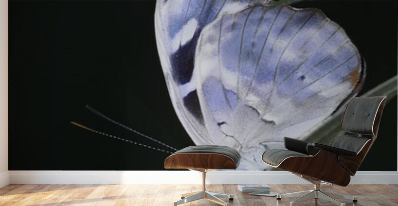 Butterfly at the La Selva Jungle Lodge butterfly farm Wall Murals