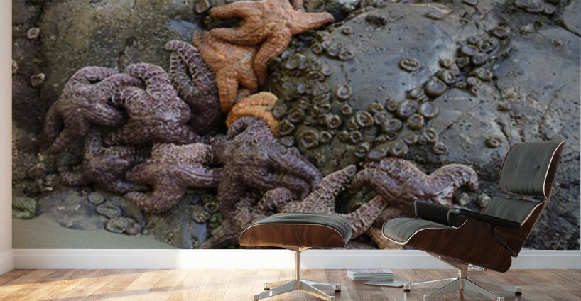 Sea stars on the rocks at Tonquin Beach Tofino Wall Murals
