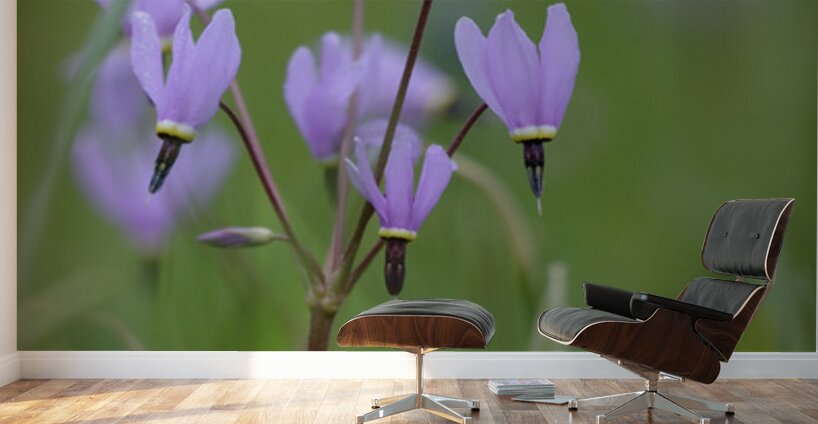 KO A18316 Wall Murals