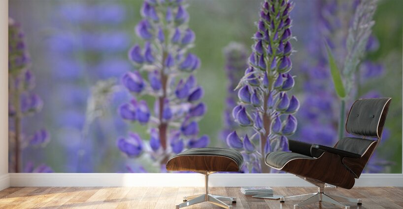 Farm in the Cowichan Valley Vancouver Island British Columbia Canada. Wall Murals