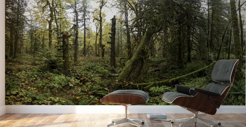 Lush Forest Wall Murals