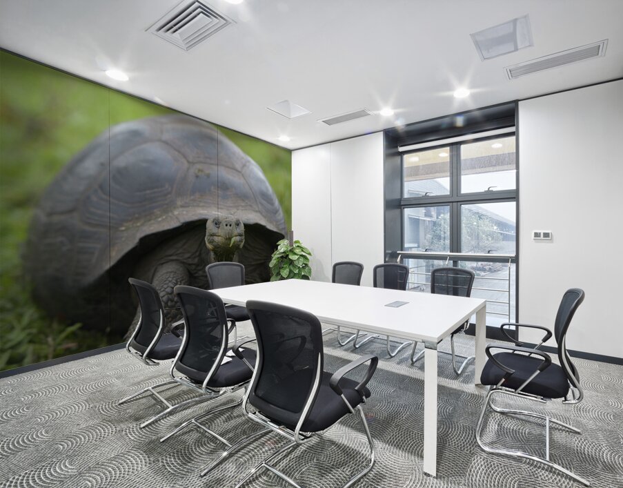 Galapagos giant tortoise Wall Printing