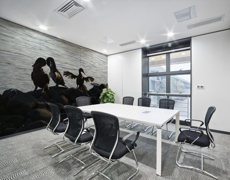 Flightless Cormorants Phalacrocorax harrisi stretching their wings Punta Espinosa Fernandina Island Galapagos Islands Ecuador Wall Printing