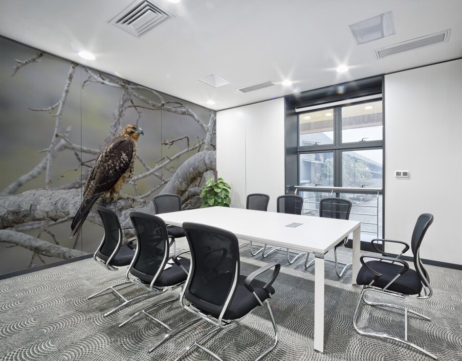 Galapagos Hawk Buteo galapagoensis Santiago Island Galapagos Islands Ecuador
 Wall Printing