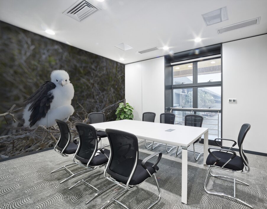 Magnificent Frigatebird Fregata magnificens chick sitting on nest North Seymour Island Galapagos Islands Ecuador
 Wall Printing