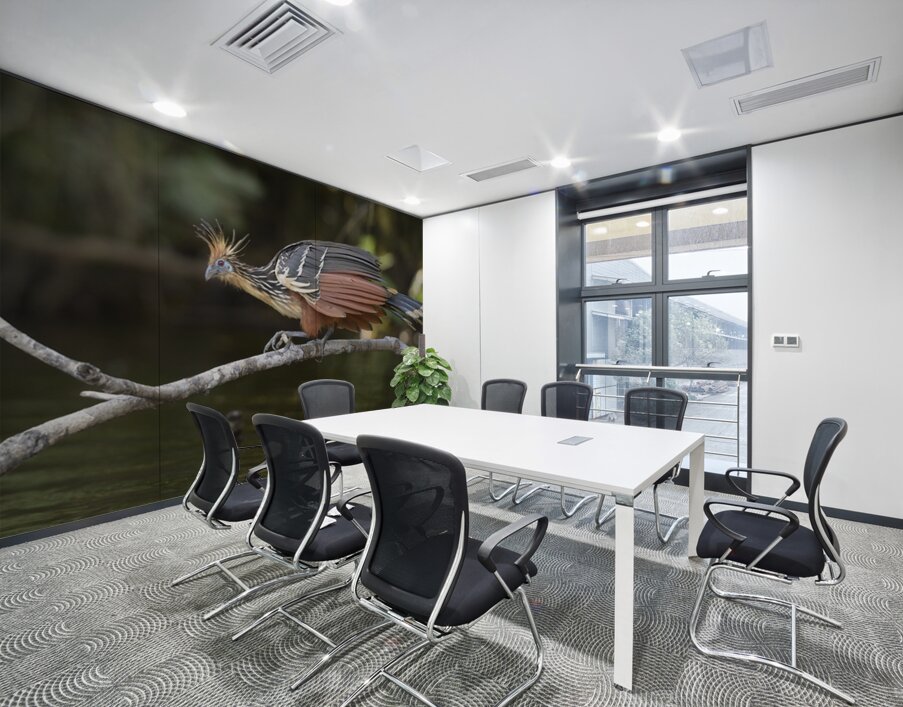 Hoatzin Opisthocomus hoazin on a branch over Lake Garzacocha La Selva Jungle Eco Lodge Amazon Basin Ecuador
 Wall Printing
