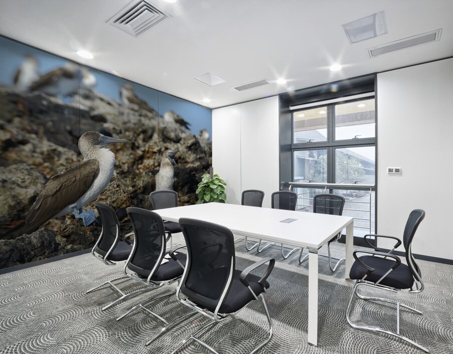 Blue footed Booby Sula nebouxii Punta Moreno Isabela Island Galapagos Islands Ecuador Wall Printing