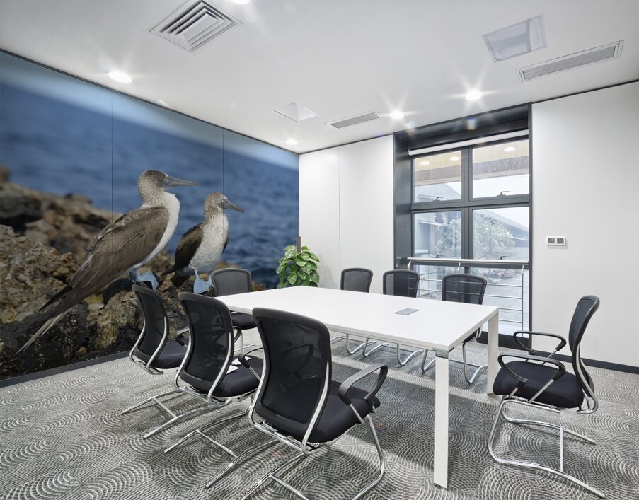 Blue footed Booby Sula nebouxii Punta Moreno Isabela Island Galapagos Islands Ecuador Wall Printing