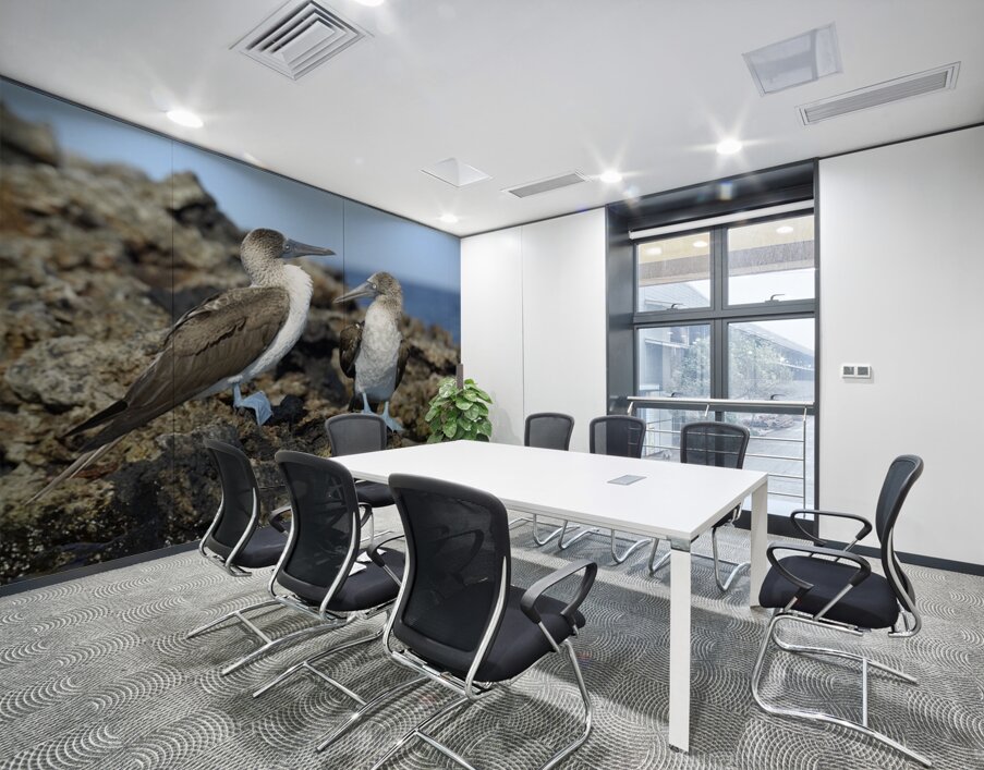 Blue footed Booby Sula nebouxii Punta Moreno Isabela Island Galapagos Islands Ecuador Wall Printing