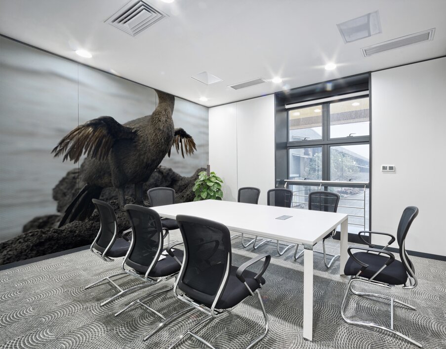 Flightless Cormorant or Galapagos Cormorant Phalacrocorax harrisi Urbina Bay Isabela Island Galapagos Islands Ecuador Wall Printing