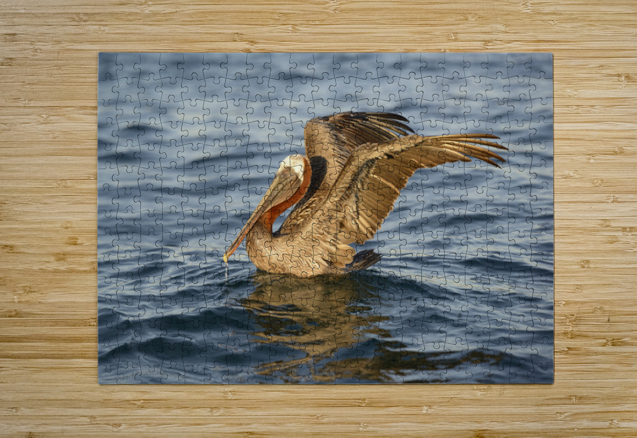 Brown Pelican  Kevin Oke Puzzle printing