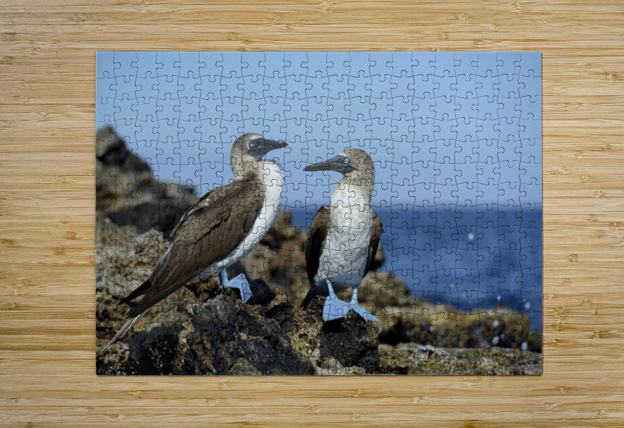 Blue-footed Booby Kevin Oke Puzzle printing