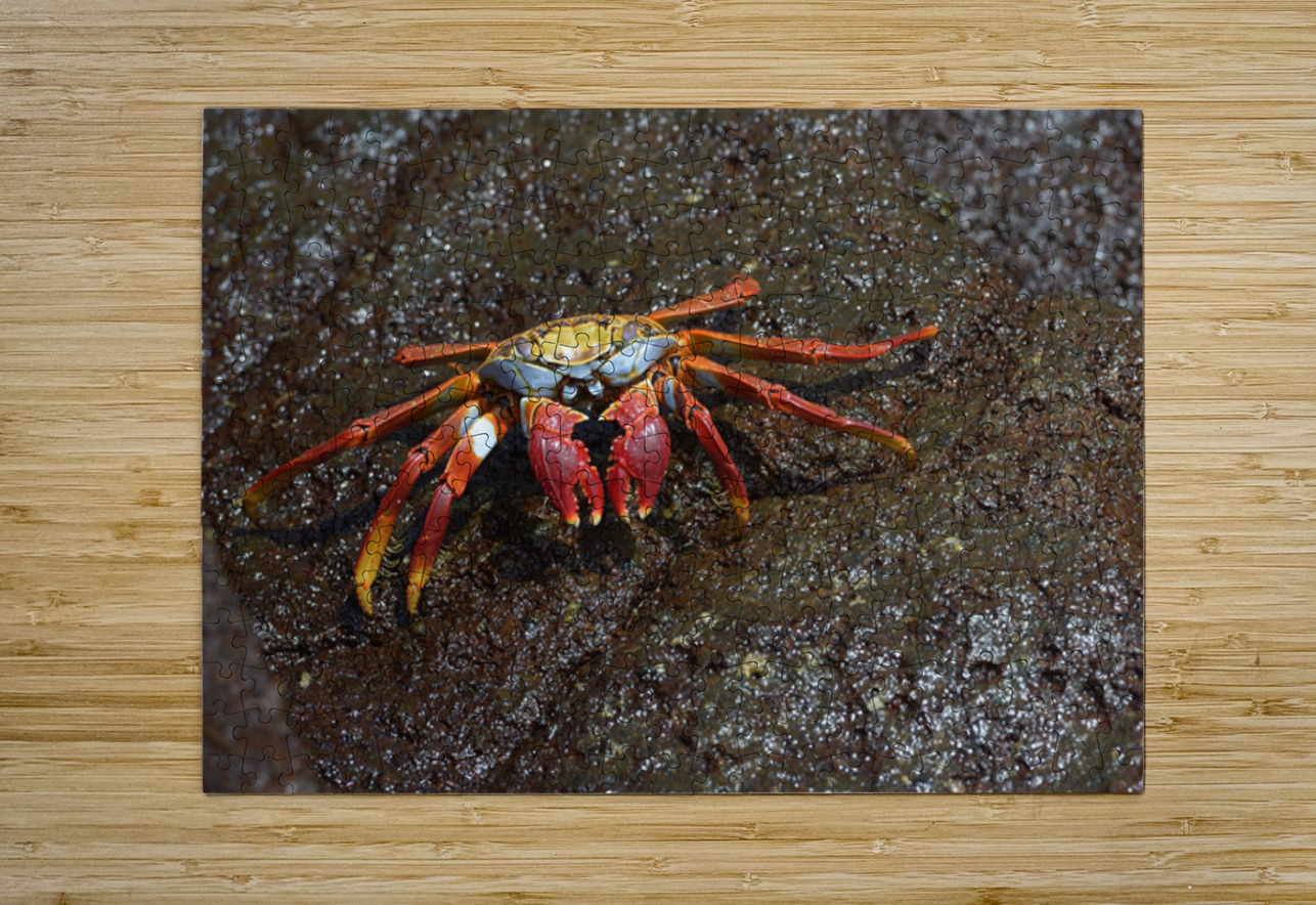 Sally Lightfoot crab Kevin Oke Puzzle printing