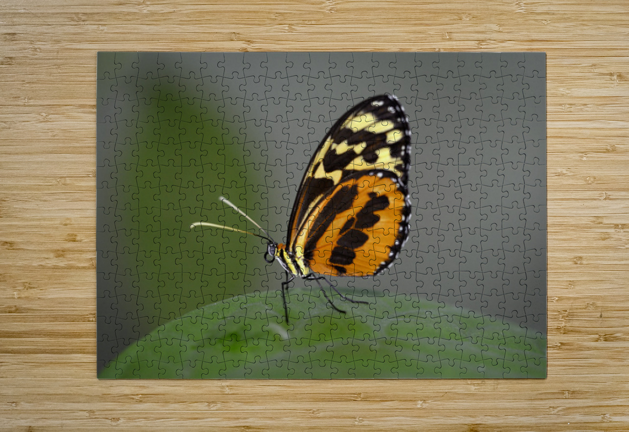 Heliconius Butterfly Kevin Oke Puzzle printing