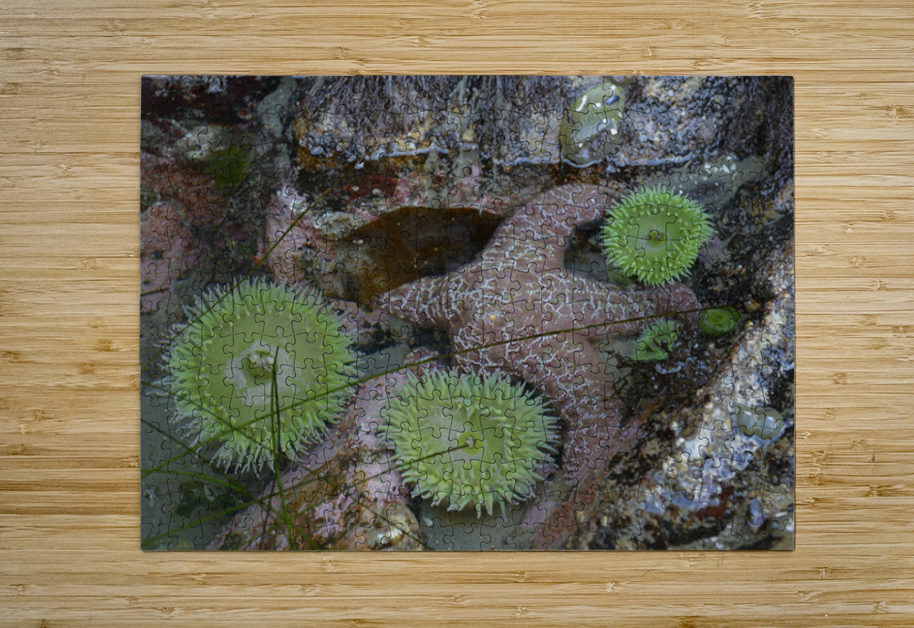 Anemones and eel grass in a tidepool Kevin Oke Puzzle printing