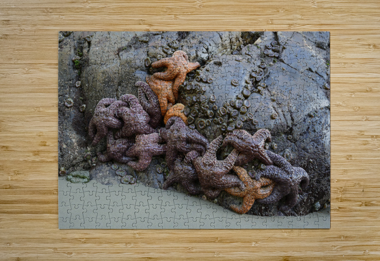 Sea stars on the rocks at Tonquin Beach Kevin Oke Puzzle printing