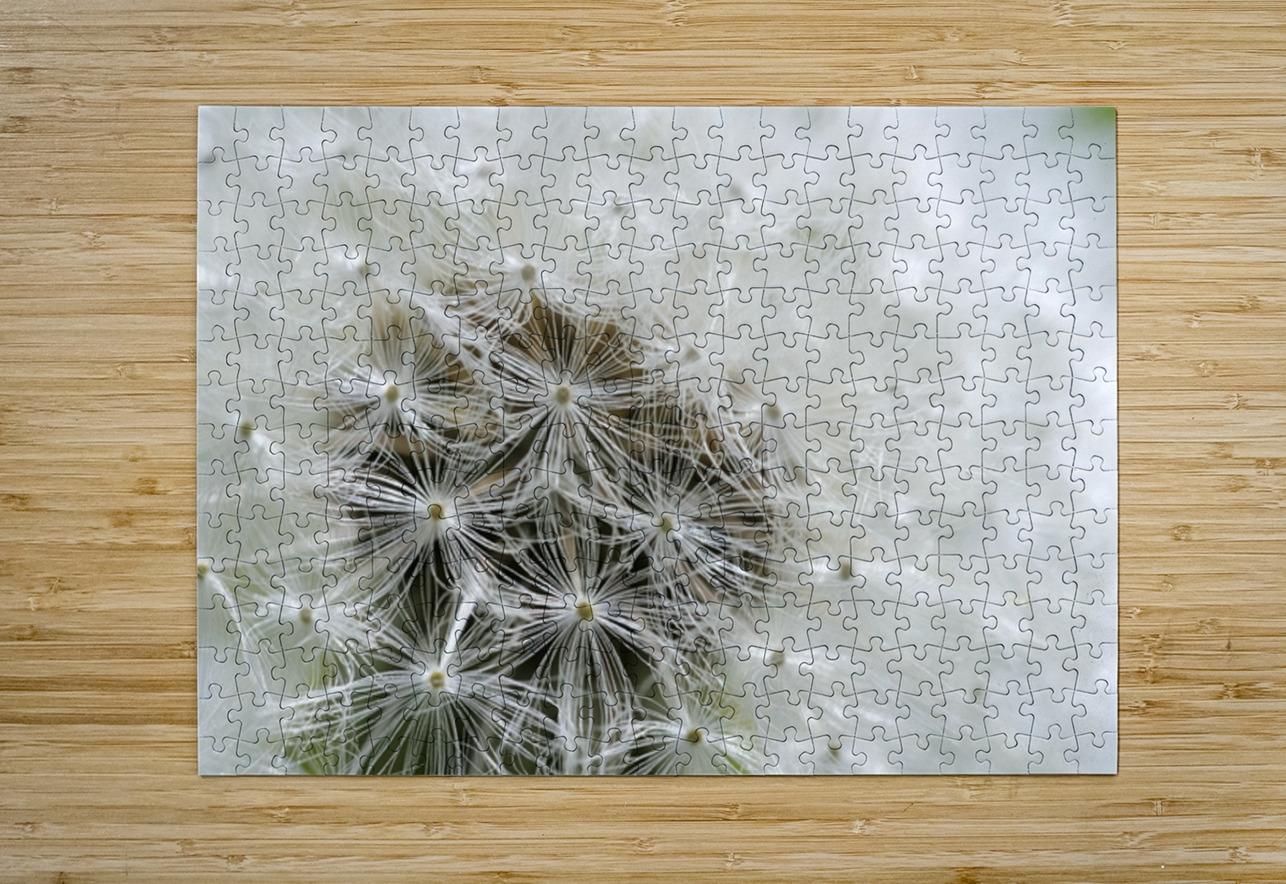 Dandelion Cowichan Valley Vancouver Island British Columbia Canada Kevin Oke Puzzle printing