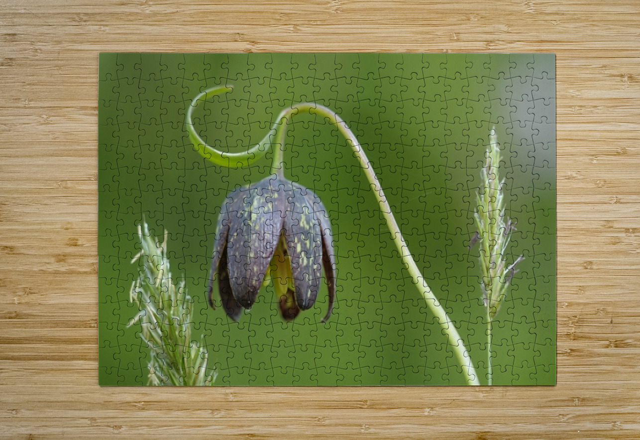 Chocolate Lily Fritillaria affinis Cowichan Valley Vancouver Island British Columbia Canada Kevin Oke Puzzle printing