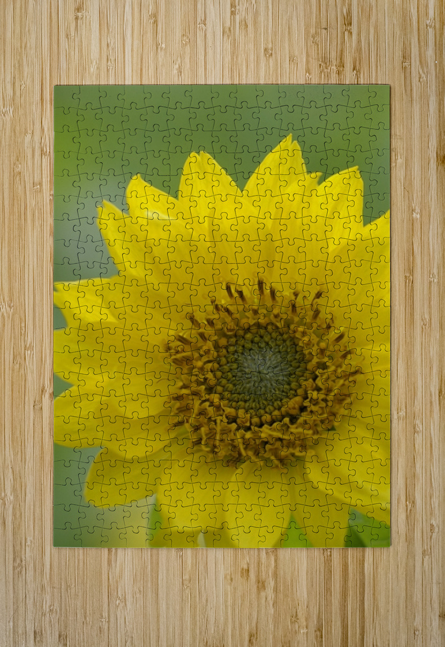 Deltoid Balsamroot Balsamorhiza deltoidea Cowichan Valley Vancouver Island British Columbia Canada Kevin Oke Puzzle printing