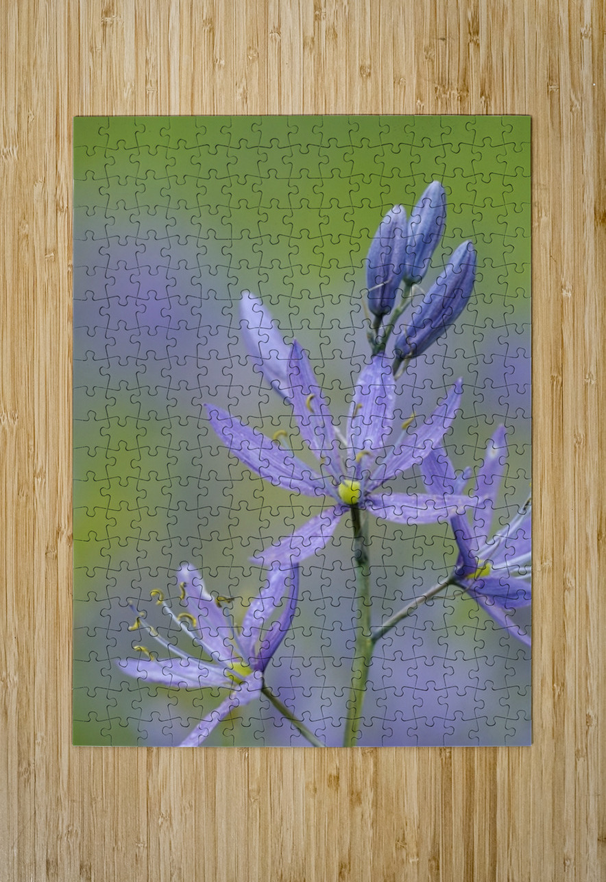 Common Camas Camassia quamash Cowichan Valley Vancouver Island British Columbia Canada Kevin Oke Puzzle printing