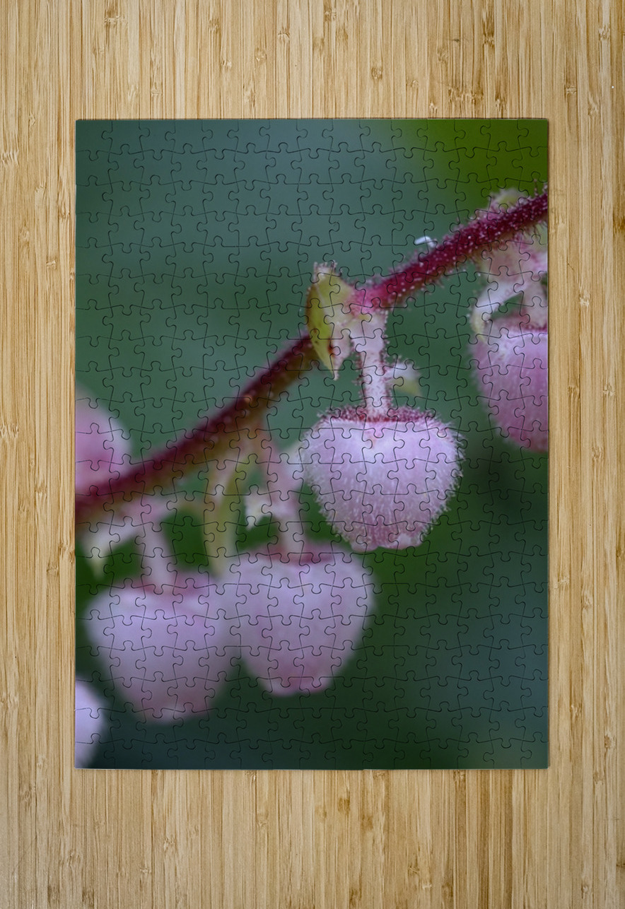 Salal Gaultheria shallon Cowichan Valley Vancouver Island British Columbia Canada Kevin Oke Puzzle printing