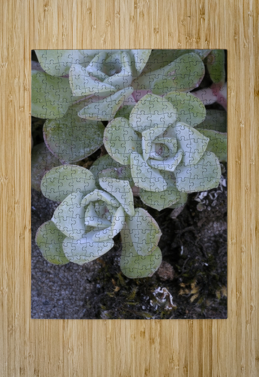 Broadleaf Stonecrop Collinsia parviflora Sedum spathulifolium Cowichan Valley Vancouver Island British Columbia Canada Kevin Oke Puzzle printing